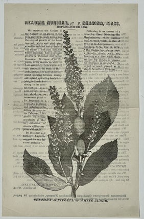 CLETHRA ALNIFOLIA. Reading Nursery, Established 1854. Illustrated Descriptive Catalogue of Reading Nursery, Containing 64 Pages, with 30 Illustrations of Trees, Fruits and Flowers, Sent by Mail.