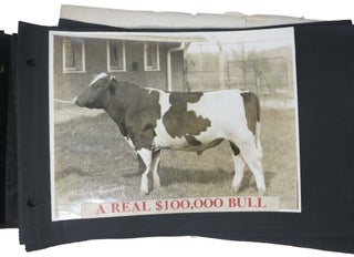 Item #46623 KARL JUVE'S COWS. (Cover Title).; Pinehurst Farms. Photo Scrapbook