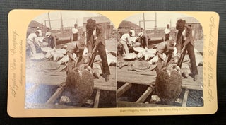Item #49371 9142 -- SHIPPING GREEN TURTLE, Key West, Fla., U. S. A. Stereoview Photograph,...