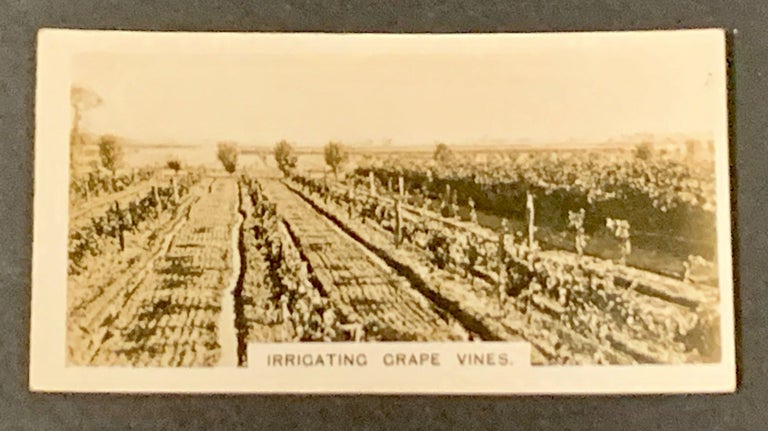 Item #49522 ALBUMEN PHOTOGRAPH. Irrigating Grape Vines. Viticulture History.