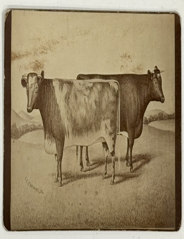 Item #52192 CABINET CARD ALBUMEN PHOTOGRAPH Of SHORT - HORN CATTLE. Trade Catalogue Photograph.