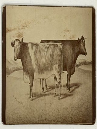 Item #52192 CABINET CARD ALBUMEN PHOTOGRAPH Of SHORT - HORN CATTLE. Trade Catalogue Photograph