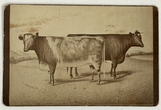 Item #52192 CABINET CARD ALBUMEN PHOTOGRAPH Of SHORT - HORN CATTLE. Trade Catalogue Photograph